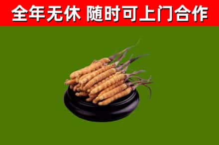 汤阴县回收散虫草