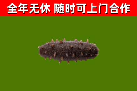 汤阴县回收海参干